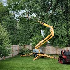 Reliable San Rafael, CA Tree Removal and Landscaping Services Solutions